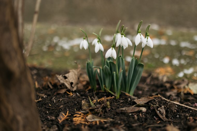 A kéthetes időjárás-előrejelzés szerint is jöhet a tavasz, ha lejár február