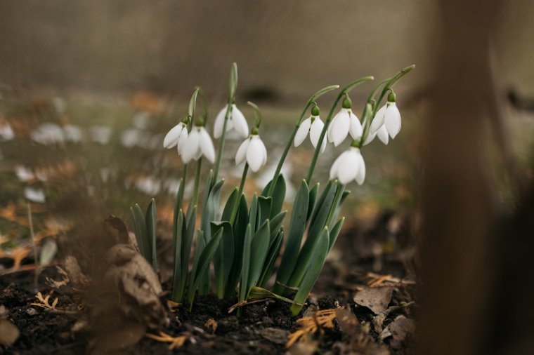 Tavasziasra fordul az időjárás: a sokéves átlagnál melegebb napok következnek