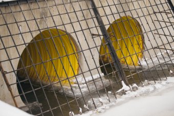 Késedelmi kamatot fognak kérni a Korond-patakot csőbe terelő vállalkozótól