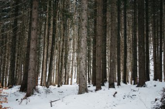 Kapunyitás az államosításnak? Rendkívül magas az erdők és legelők adója