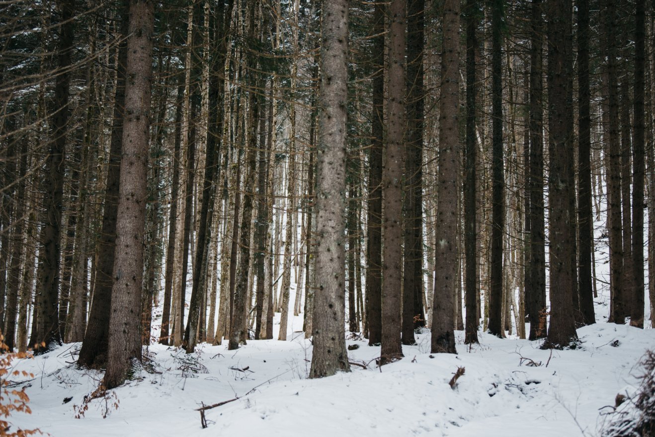 Kapunyitás az államosításnak? Rendkívül magas az erdők és legelők adója