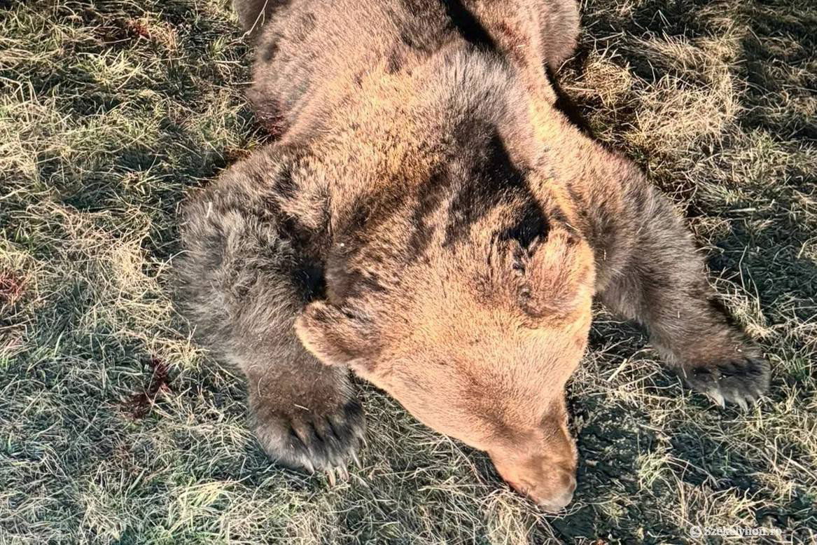 Hét-nyolc éves egyedet lőttek ki