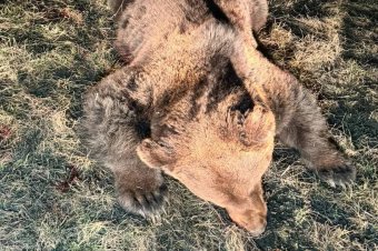 Szürkemarhát megölő medvét lőttek ki Székelyszenterzsébeten