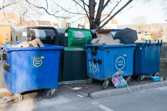 A medvéket is bevonzza a „cicamenza” – Besokallt a brassói városháza