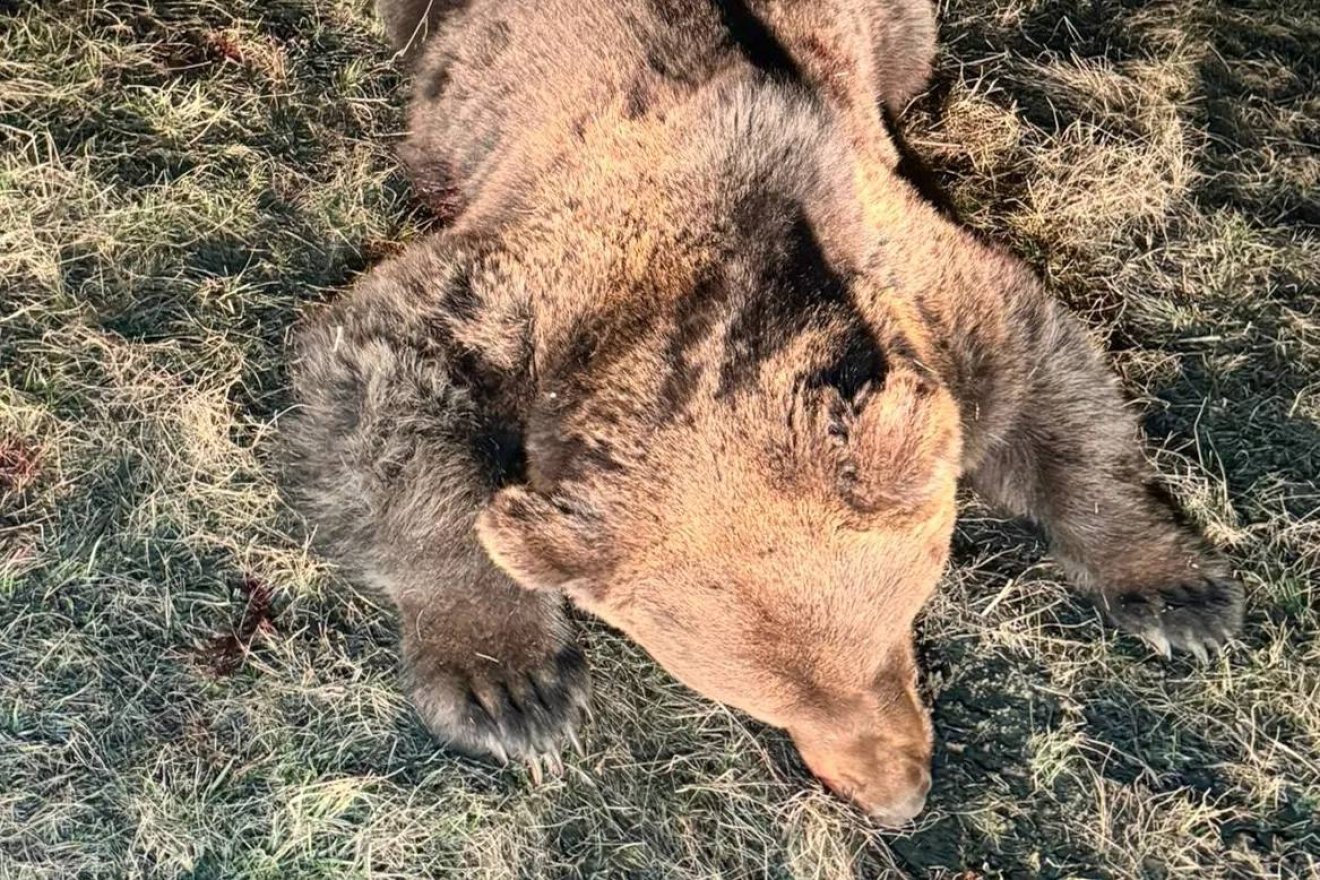 Szürkemarhát megölő medvét lőttek ki Székelyszenterzsébeten