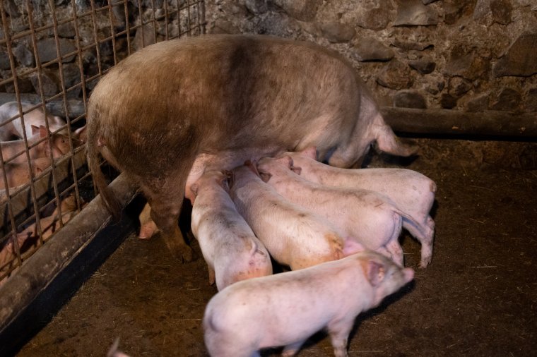 50 ezer euróig terjedő állami támogatást kaphatnak a sertés- és szarvasmarha-tenyésztők