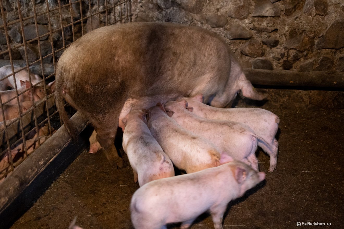 • Fotó: Olti Angyalka