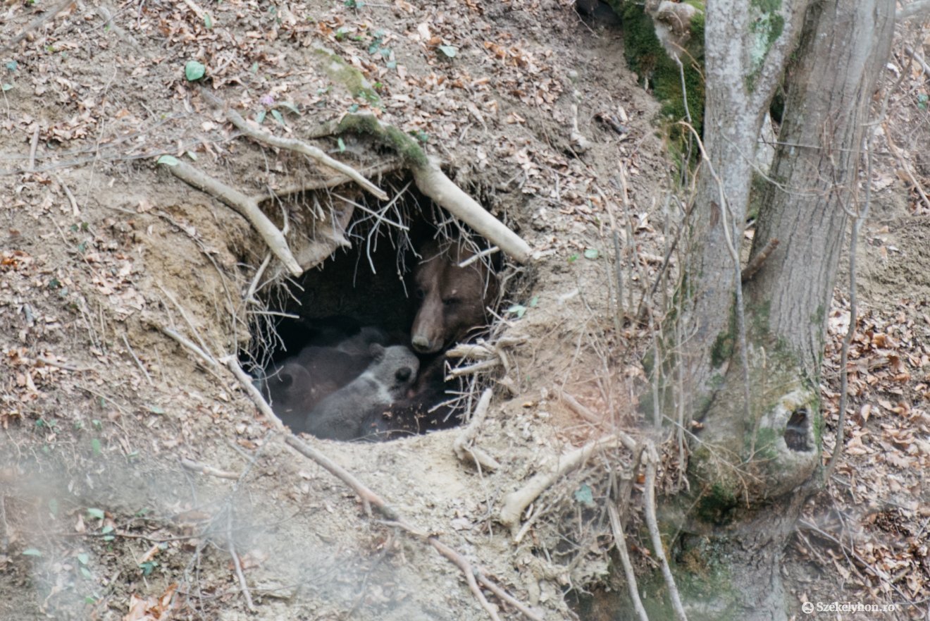 Néhány hete még az üregben voltak a medvék