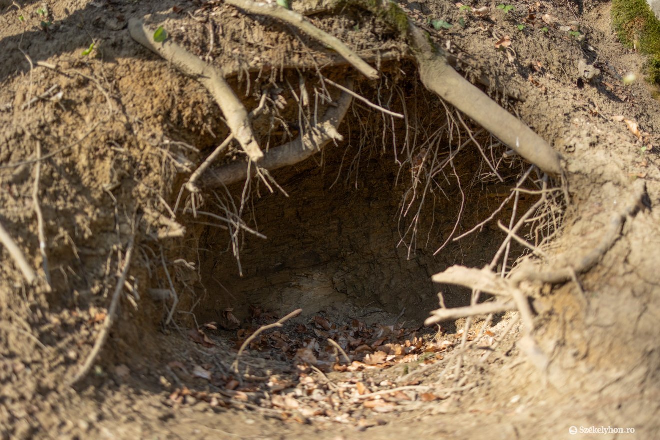 Nem volt mély az üreg, de négy medve elfért benne &bullet;  Fotó: Olti Angyalka