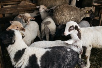 Uniós segítséggel fékeznék meg a juhokat és kecskéket veszélyeztető járványokat