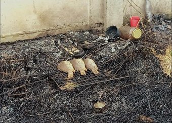 Balul „sült el” a halsütés Udvarhelyen