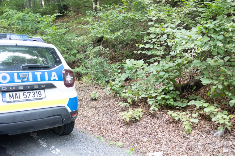 Néhány óra alatt két medvét ütöttek el Maros megyében – az egyik elszaladt, a másik elpusztult