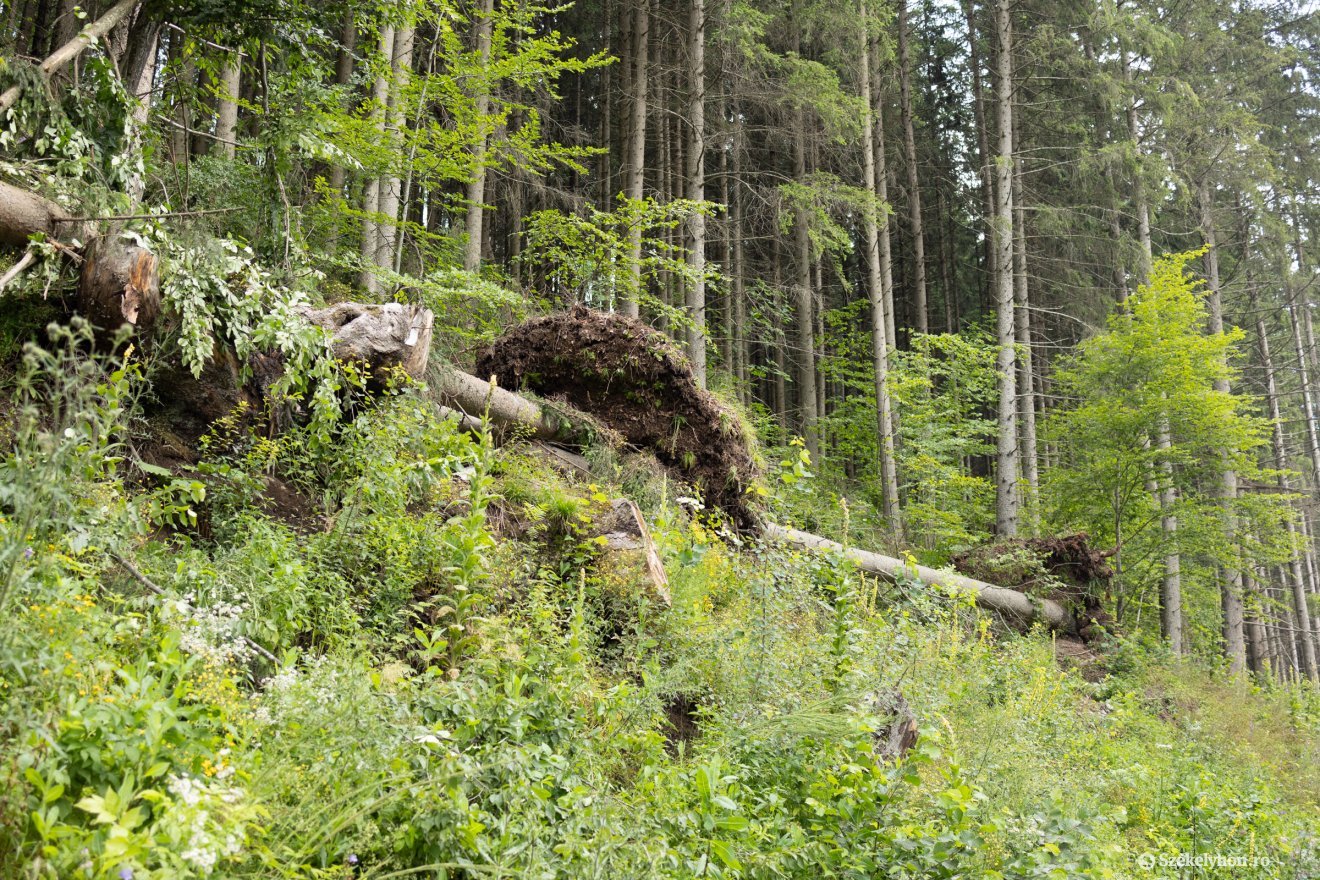 &bullet;  Fotó: Olti Angyalka
