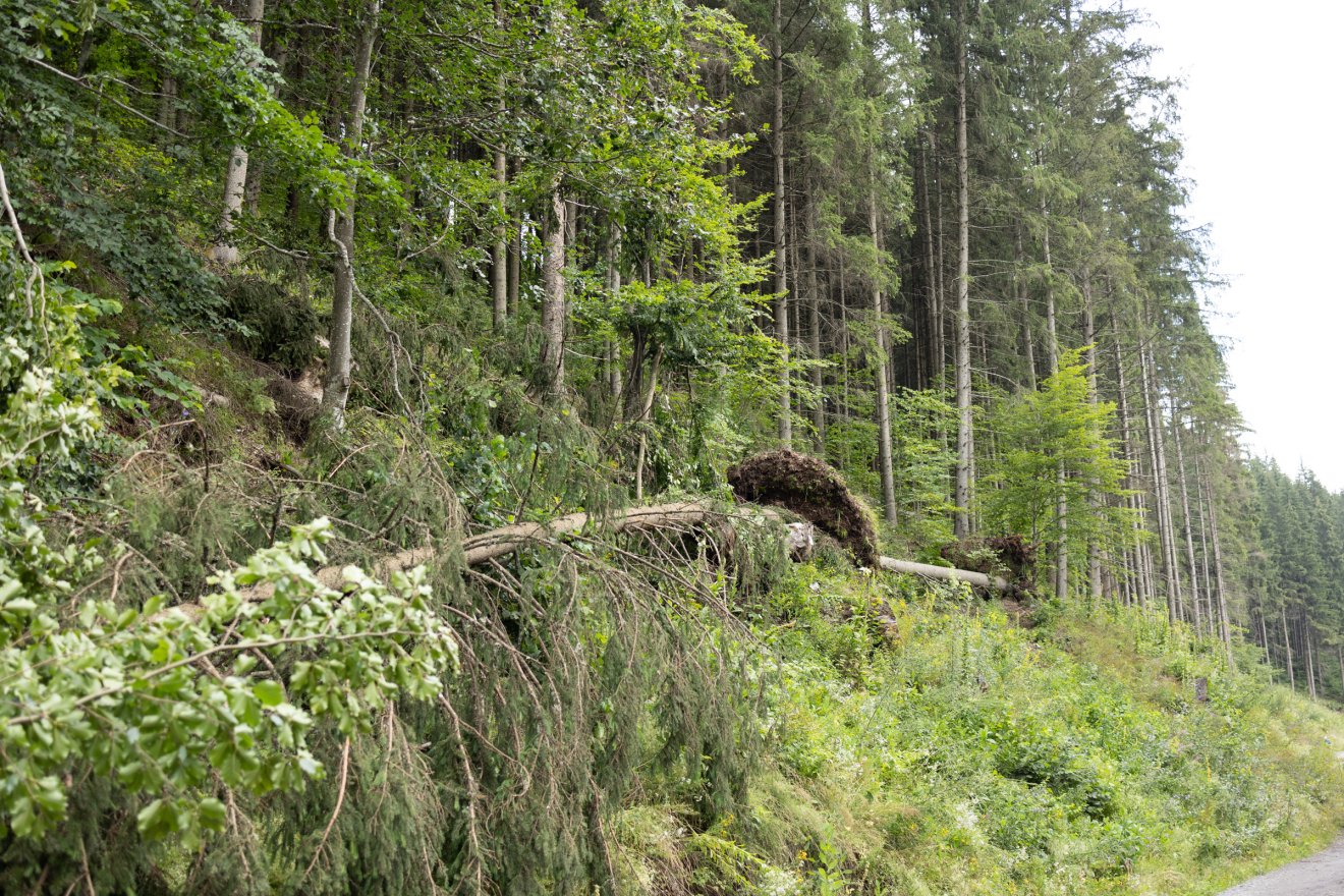 Kidőlt fák és feltört aszfalt után zajlik a kárelhárítás