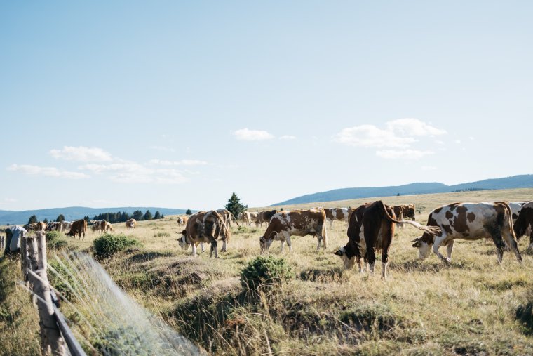 Állatösszeírás: visszaszorulóban a fejőstehén-tartás