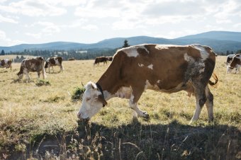 Pásztornap a Hargitán: szakmai találkozót tartanak Csíkcsicsóban