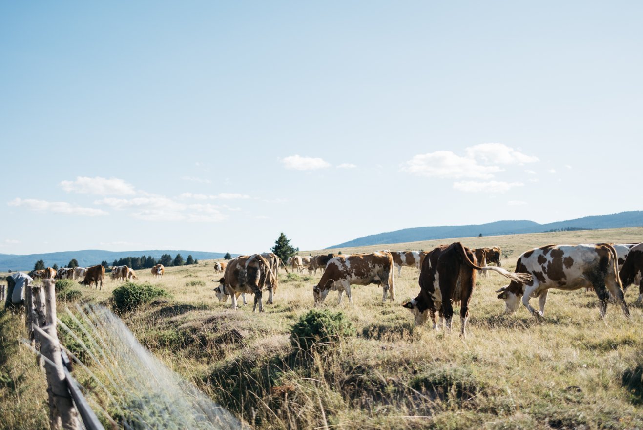 Állatösszeírás: visszaszorulóban a fejőstehén-tartás