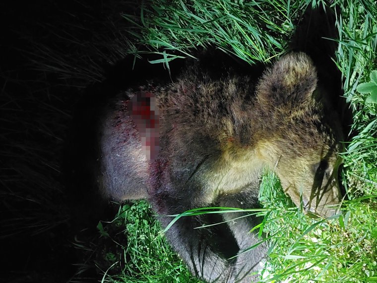 Kilőtték a lakókat riogató medvét Parajdon