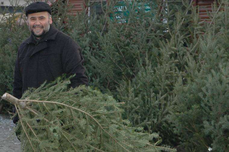 Háromszor kevesebb fenyőt vágtak ki idén