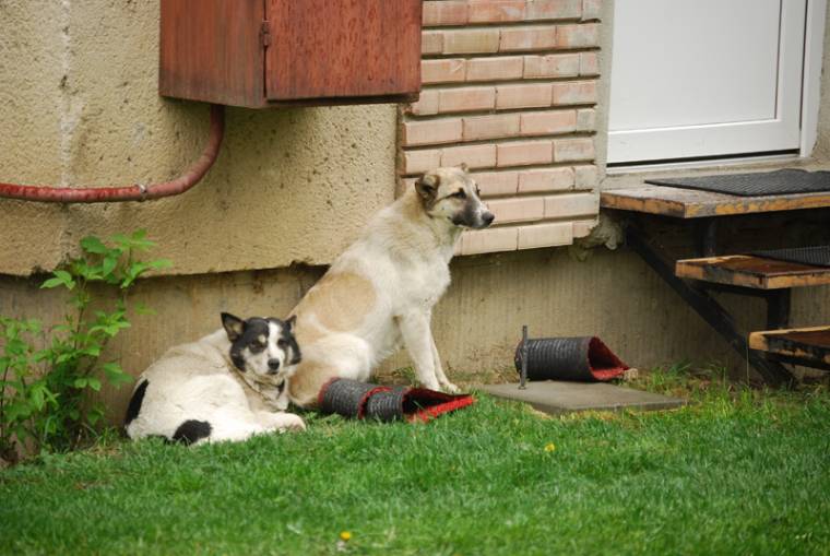 Elharapódzott kóborkutya-törvény