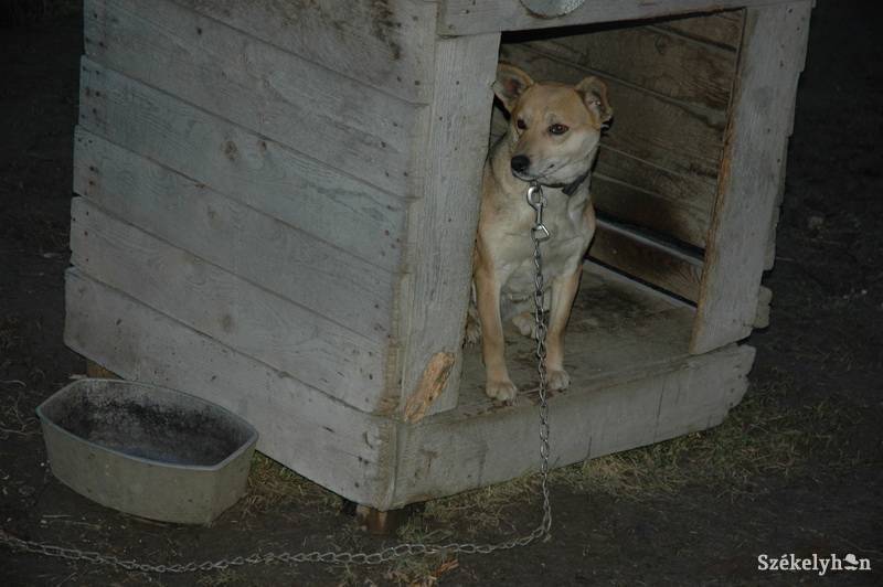 • Fotó: matyas szabolcs