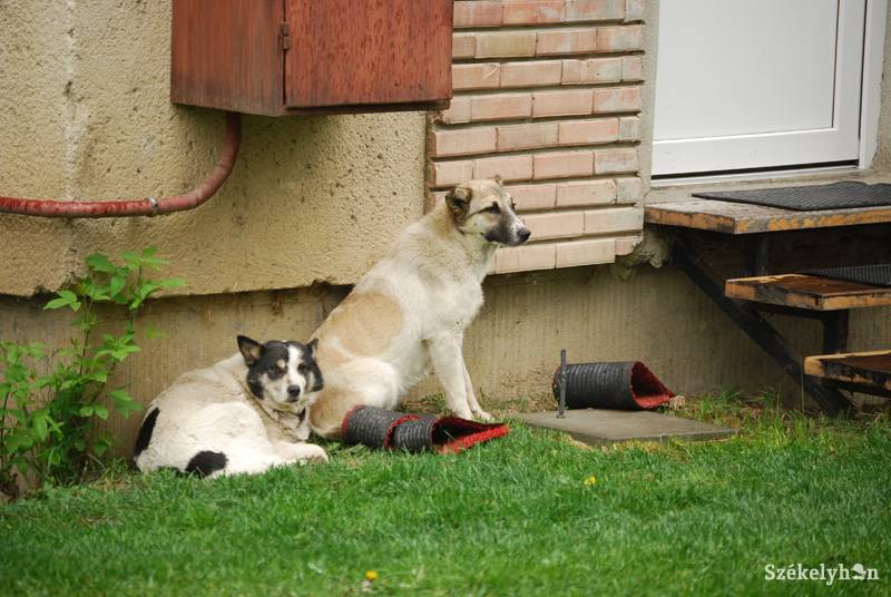 •  Fotó: Bodnár Arthur