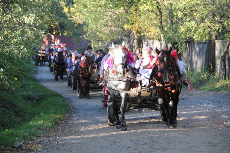 Megérett a fekete szőlő Dobóban és Vágásban