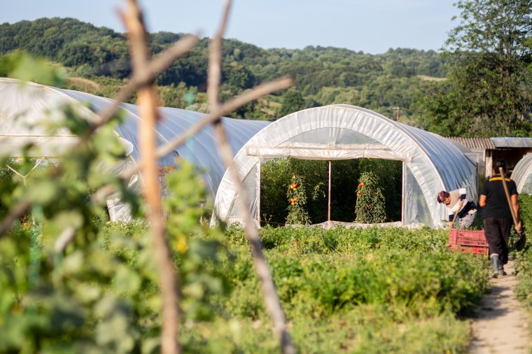 Már nem csak a paradicsomtermesztőket támogatják