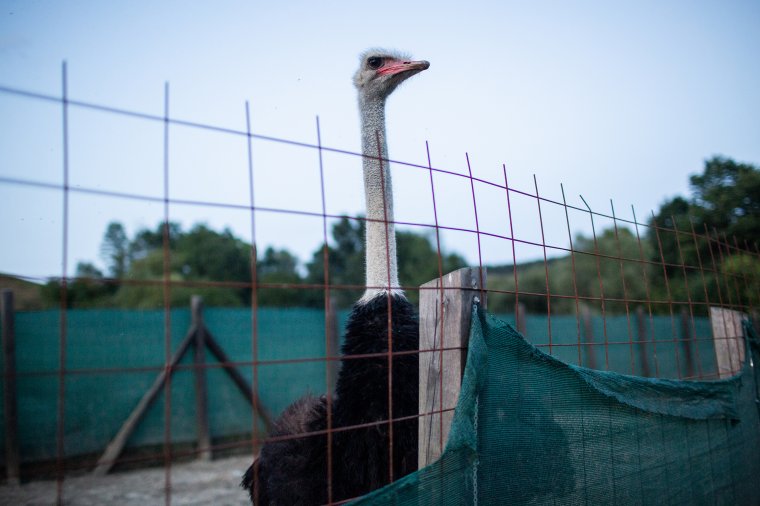 Mi legyen a strucctojásból?