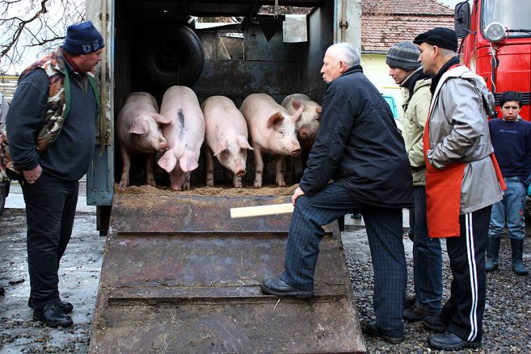 Ellenőrzéseket végez az állategészségügy