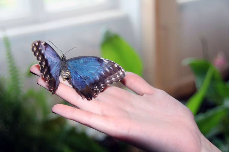 Lepkeházat nyitnak Bukarestben