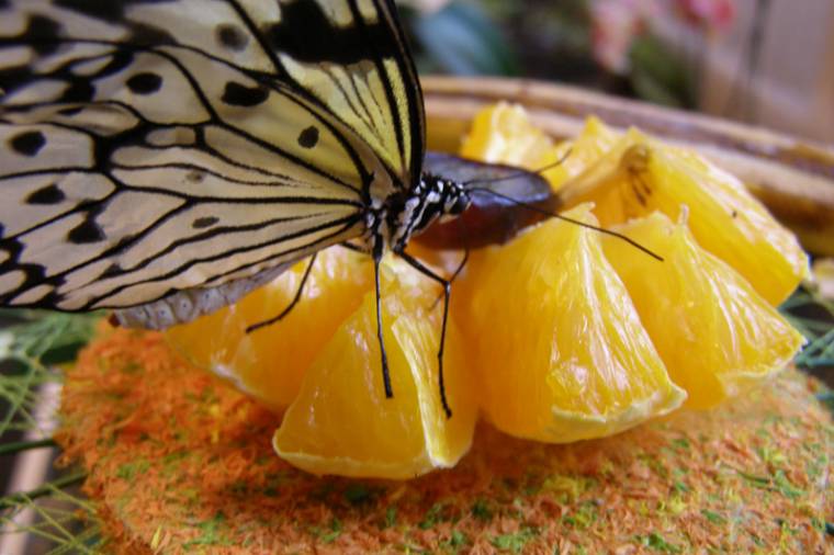 Szépek, nagyok, színesek – trópusi lepkék a múzeumban