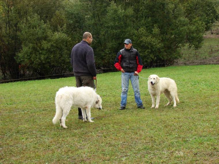 Nem félnek szembeszállni a farkasokkal