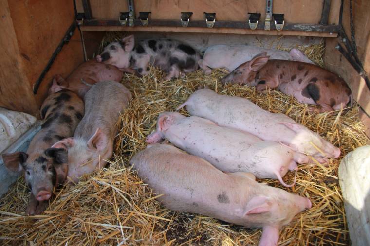 Minimis-támogatást kérhetnek a sertéstenyésztők