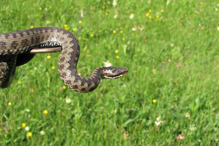 Ritkán marnak az Udvarhely környéki viperák