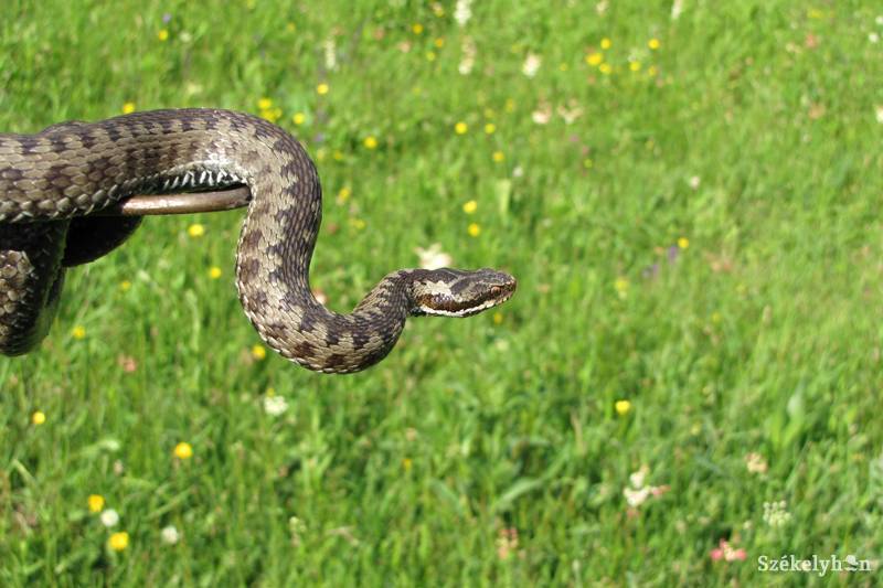 • Fotó: Bekő Csaba