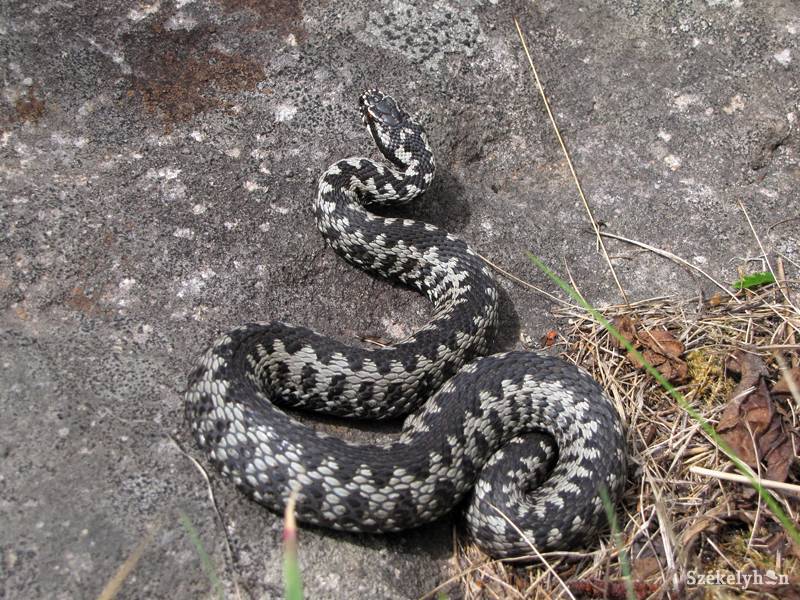 •  Fotó: Bekő Csaba