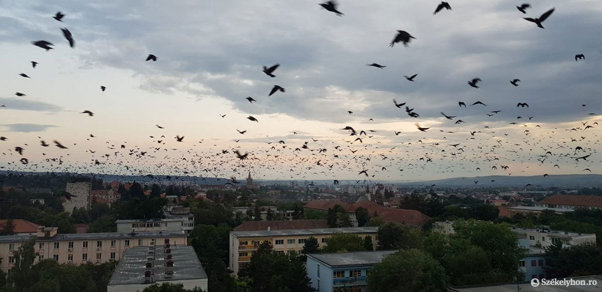 Naponta több ezer vetési varjú károgását kell elviselniük a marosvásárhelyieknek •  Fotó: Pataky István