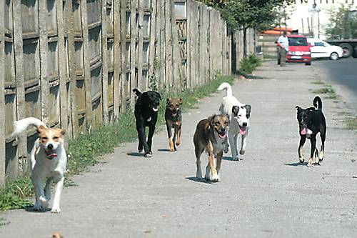 A kóborkutyáknak gyűjtenek