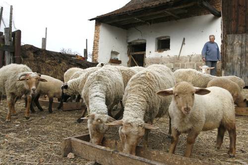 Kritikus helyzetben levő kultúráknak segítenek