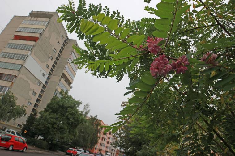 Évszakot tévesztettek és kivirágoztak a fák