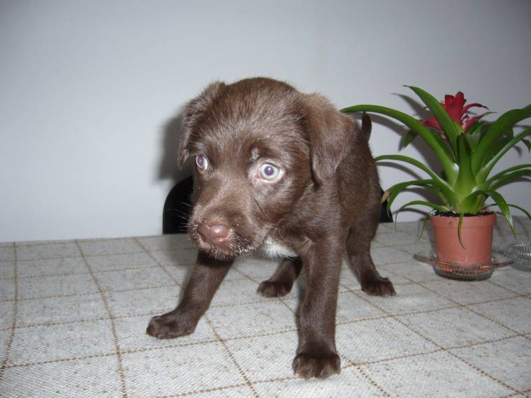 Állatot csak az tarthat, akinek a szomszédja rábólint