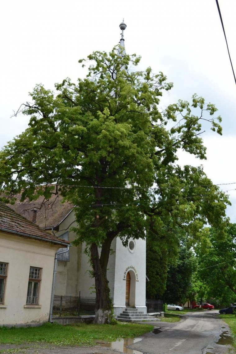 A millenniumi fa „győzni akar”