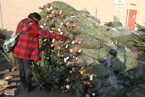 Fenyőfamustra: a piacon nem drágult az örökzöld a tavalyhoz képest
