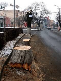 Faültetési akció a Bolyai-tetőn