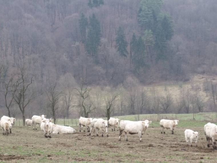 Vita a nyárádszeredai legelőhasználat körül