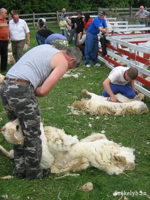 • Fotó: Gligor Róbert László