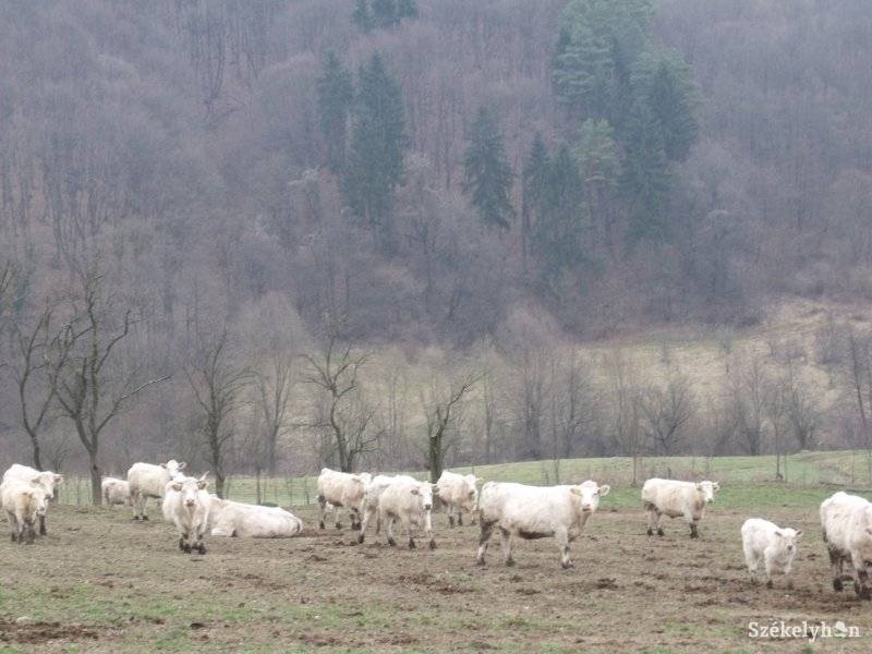 • Fotó: Gligor Róbert László