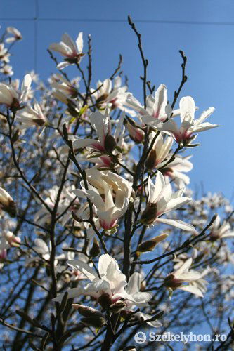 • Fotó: Boda L. Gergely