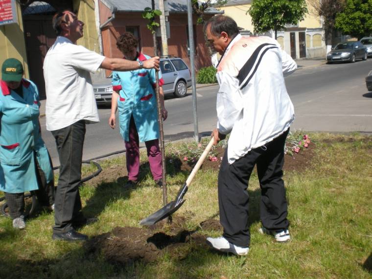 Csemeték a kivágott fák helyett